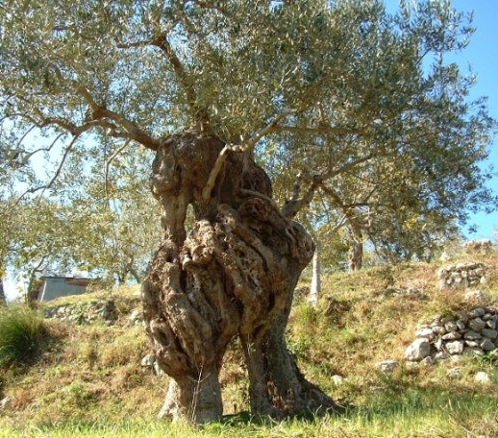 Olea europaea / Ulivo